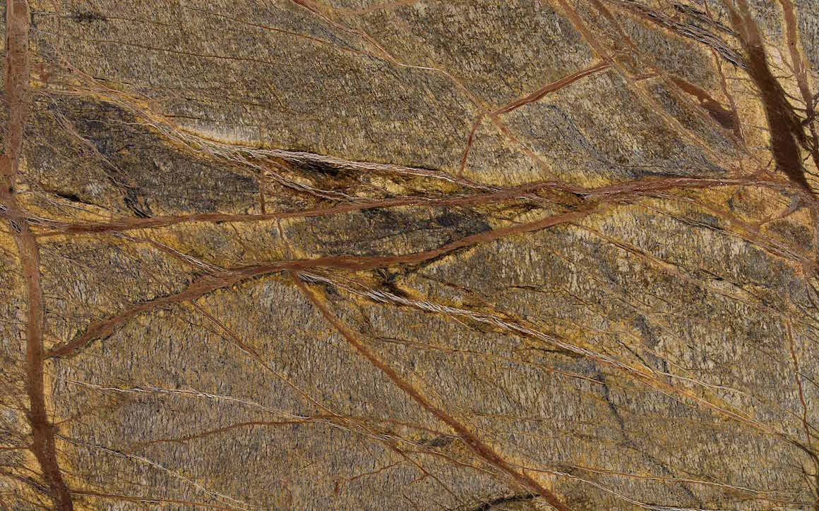 Rain Forest Brown
